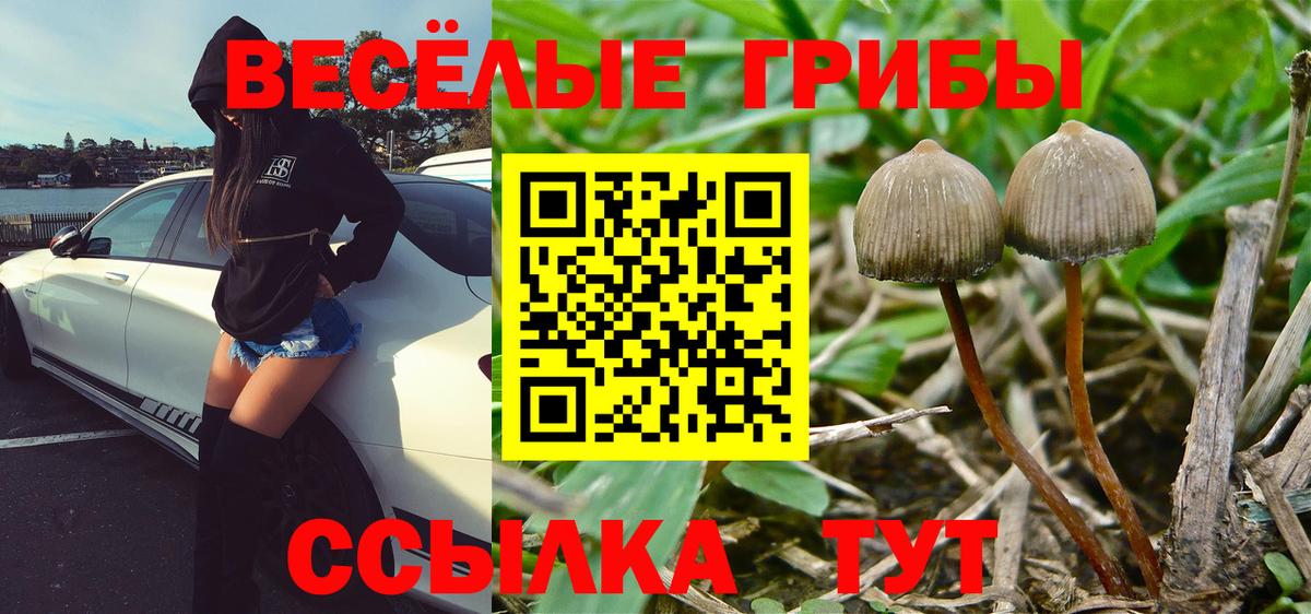 Псилоцибиновые грибы мицелий Улан-Удэ